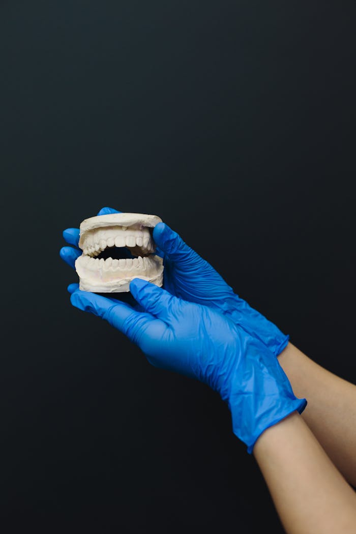Detailed dental model held by hands in blue gloves, ideal for dental care themes.